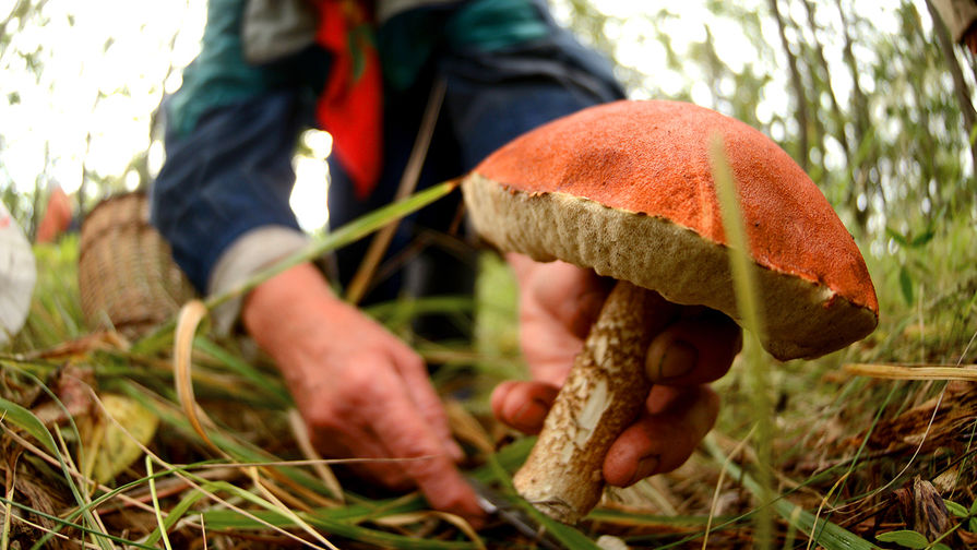 Названы виды токсичных внешне съедобных грибов в лесах Москвы