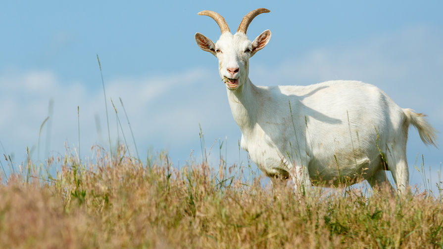 Ученые: козы различают эмоции в блеянье друг друга