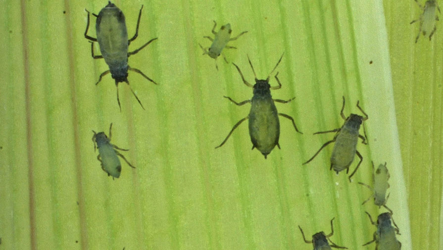 Ученые сообщили о росте числа жуков-вредителей в России из других стран