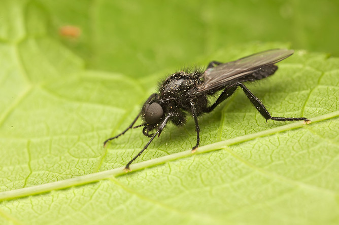 Больничные мухи оказались опаснее обычных, узнали ученые