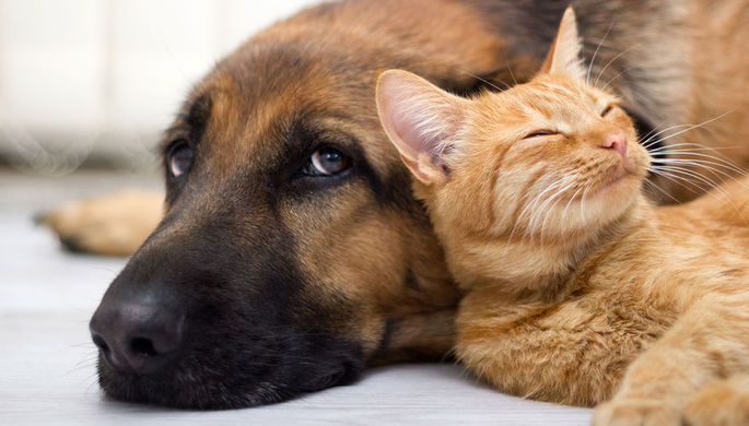 Число кошек и собак в квартире могут ограничить