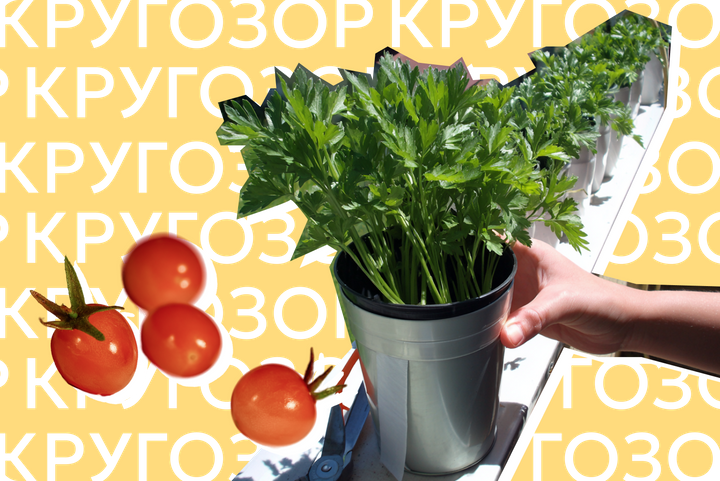 Гидропоника для начинающих: как вырастить салат и монстеру без грамма земли