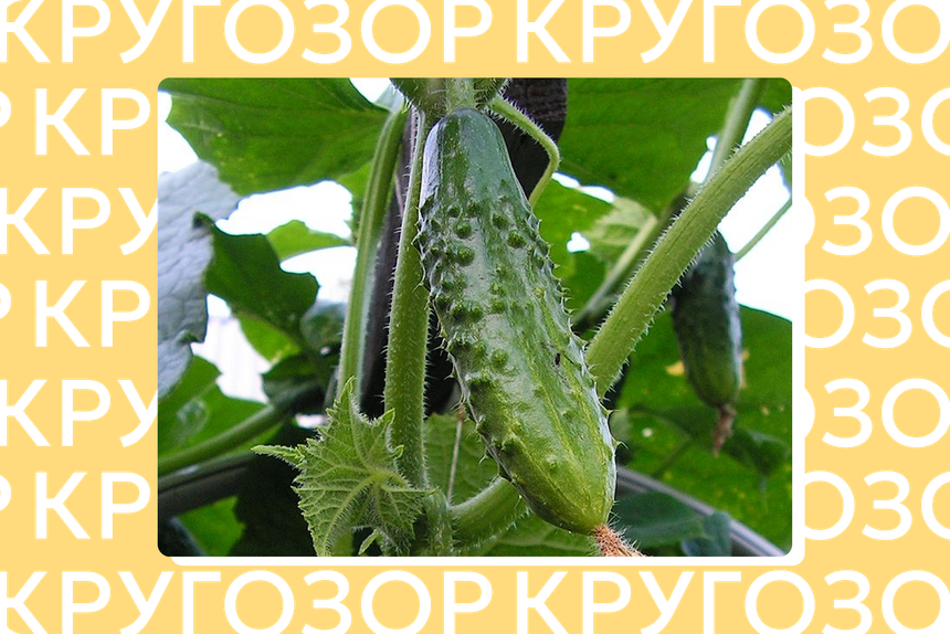 День огурца