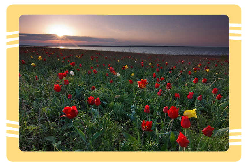 Тюльпановые степи Калмыкии: дорога в цветочное море